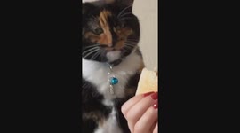 Sneaky Cat Is Smooth