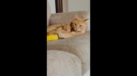 Orange Cat Adopts Mini-Me