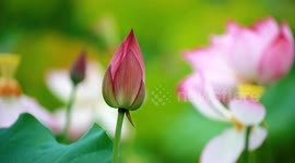 China: Lotus Flowers Bloom in A Lotus Field in Chongqing, China