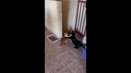 Squabbling Cats Suddenly Pause Their Sinning