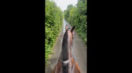 Horse Is Eager To Go Home