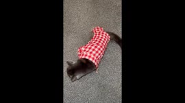 Cat slips on stairs before recovering