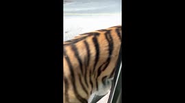 Tiger leaves white excrement on car window in Everland, South Korea