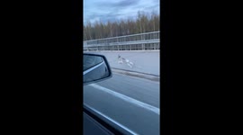 Rabbit speeds past car in Rovaniemi, Finland