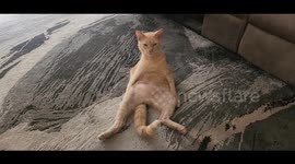 Our Ginger Cat Milo Has the Weirdest Way of Sitting, Whether He's Cleaning Himself or Just Chilling