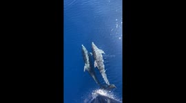 Twin Dolphins Twirl In Front Of Sailing Yacht