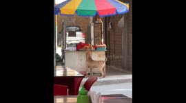 Stray Dog Steals From Street Vendor