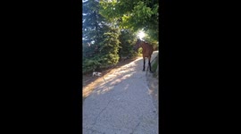 Dog Plays Tug-of-War With Horse