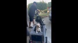 Husband's bike mishap with dog trailer ends in hilarious scolding