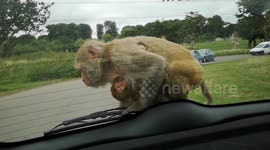 A Macaque Stealing A Car Sensor