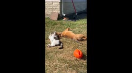 Adorable Friendship Between Dog And Cat