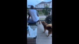 Friend Becomes Victim of Dog's Laser Pointer Obsession