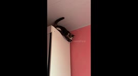 Cat Fails to Land Jump