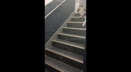 Penguins Hop Down Stairs