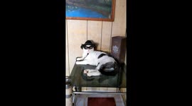 Masked Cat Wears a Cowboy Hat