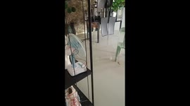 Wild snake slithers through house during flood