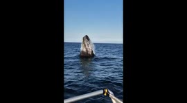 Tourists in awe as whale breaches just metres away from boat off Canadian coast