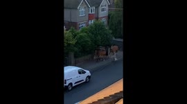 Evening trot: goat and horses run together in Kent, UK