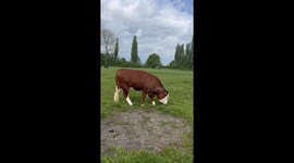 Happy cow jumps around in field