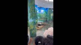Panda capsizes in small boat while eating carrots at Chinese Zoo