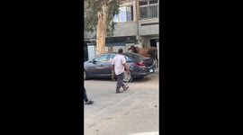 Cow charges and escapes after attempted capture in Nasr City, Cairo