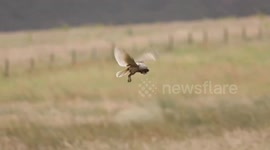 Long-eared Owl Hunting in the early Morning sun. With owlets close by mum was very busy