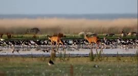 Roe Buck and Doe Deer walking over the lagoons