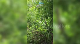 India: Chaos erupts after cobra captured in central India