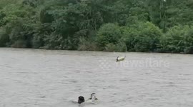 India: Devotee rescued by SDRF team after getting stranded on island in Ganga