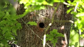 Great Spotted Wood pecker