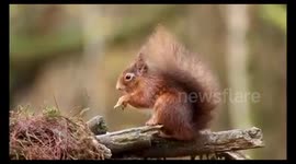 Red Squirrel foraging for food on a feeding table