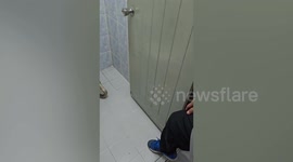 Ferocious cobra caught in family's toilet