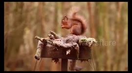 Red Squirrel foraging for food in the think woods.