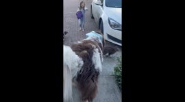 Silly dog's home alone adventure ends in a neck-citing manner