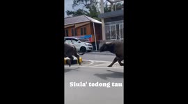 Two Rampaging Buffalo Chasing Each Other On A Highway In Indonesia, Residents Are Scared
