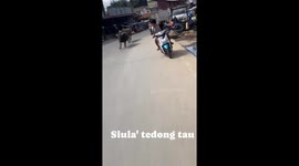 Two Rampaging Buffalo Chasing Each Other On A Highway In Indonesia, Residents Are Scared