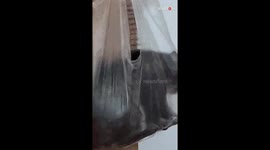 From tease to please: Kitty's playful adventures end in a swinging surprise