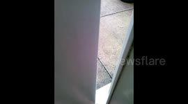 Squirrel takes Walnut from Human Hand. Grey. Feeding. Cute. Animal. Eating. Nut.