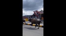 Two Rampaging Buffalo Chasing Each Other On A Highway In Indonesia, Residents Are Scared