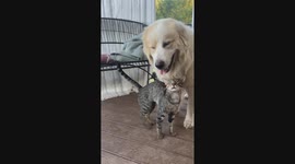 Great Pyrenees and Gray Tabby reunite joyfully after vacation separation