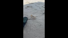 Cute Little Crab Hides In Sandal