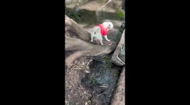 Brave Jungle Pug Falls In Mud