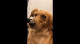 Dog pulls cheeky grin when being scratched by owner