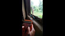 Thai man charms two wild birds with lullaby