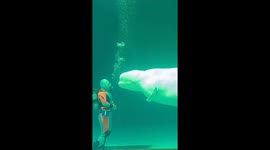 Beluga whale interacts with diver at aquarium in Japan