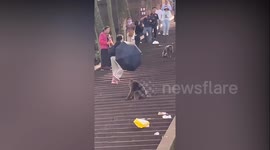 Terrifying moment wild macaques push boy off wall to steal his food