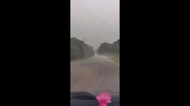 Geese block road while park ranger clears the way in Williamsburg