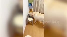 Well-mannered pup always wipes its mouth after drinking water