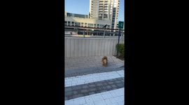 Adorable Pomeranian's failed quest to reach crow's level is HILARIOUS!