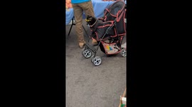 Cats Wear Sunglasses And Gold Chains At Market